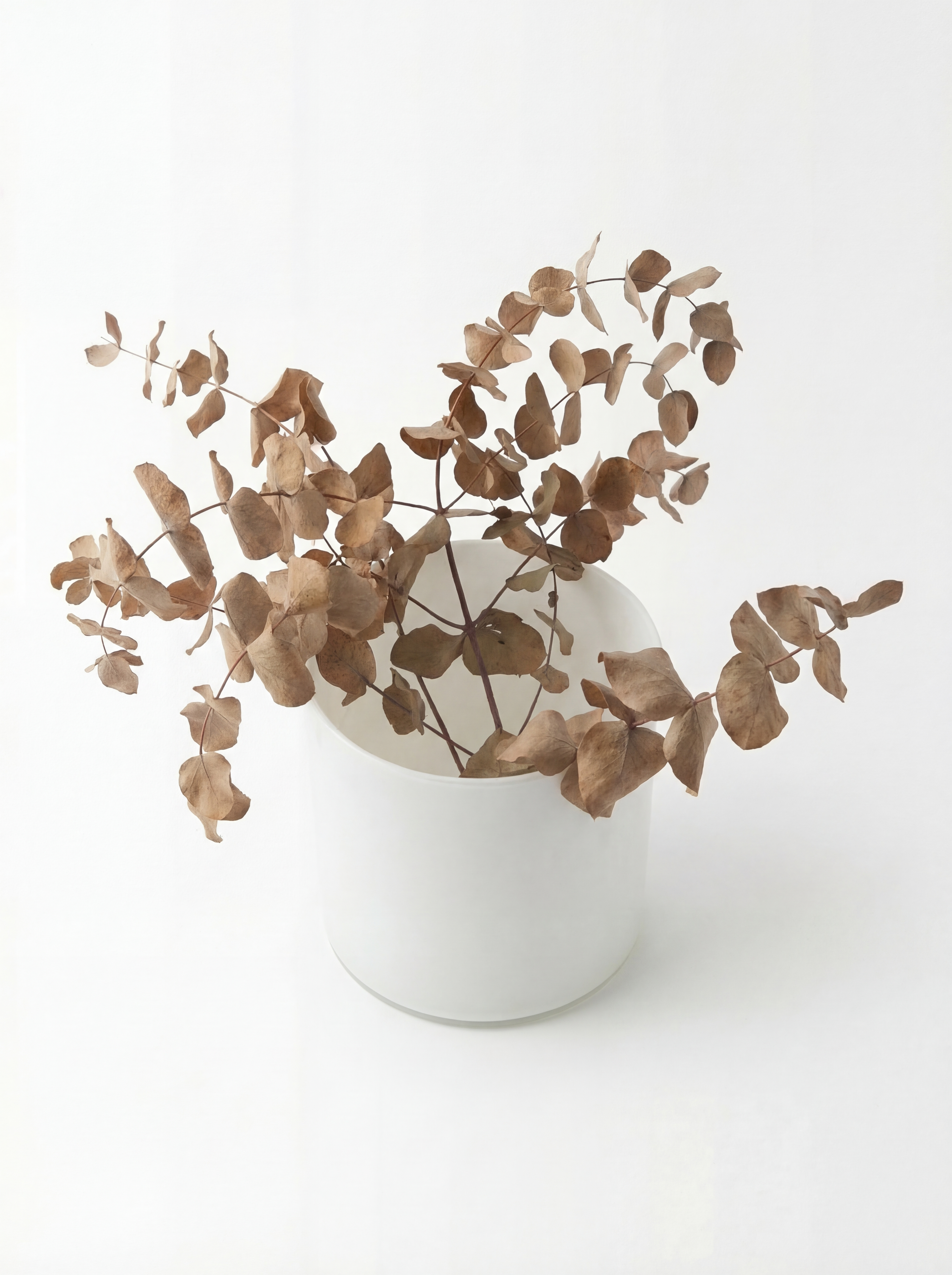 Dried Eucalyptus Vase Set – Witte Vaas met Bruine Siertakken